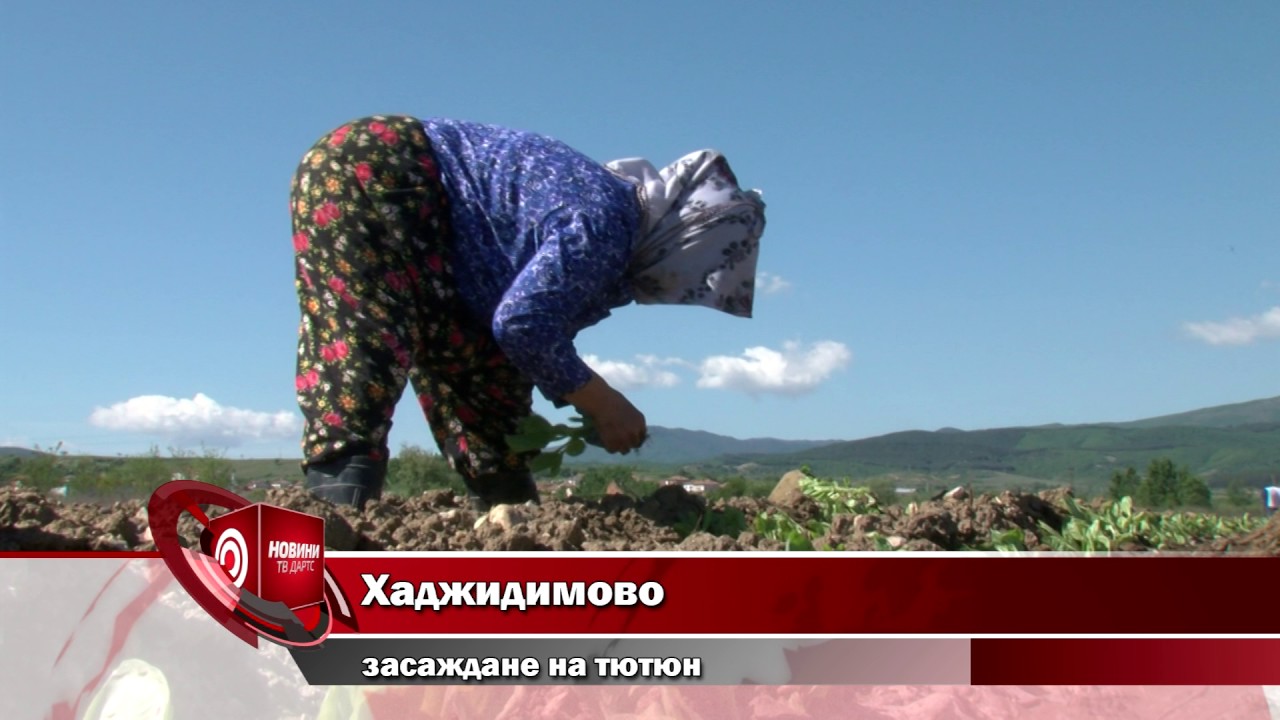Хаджидимово - засаждане на тютюн