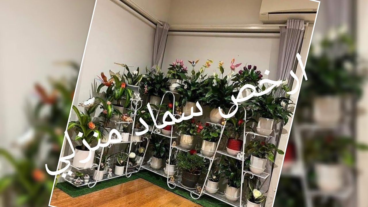 ب ٢.٥ جنية تعمل ارخص سماد منزلي يخلي زرعك رهيب حلقة٨٤٤ واتس ٠٠٢٠١١٠٤٨٧٣٣٤٨