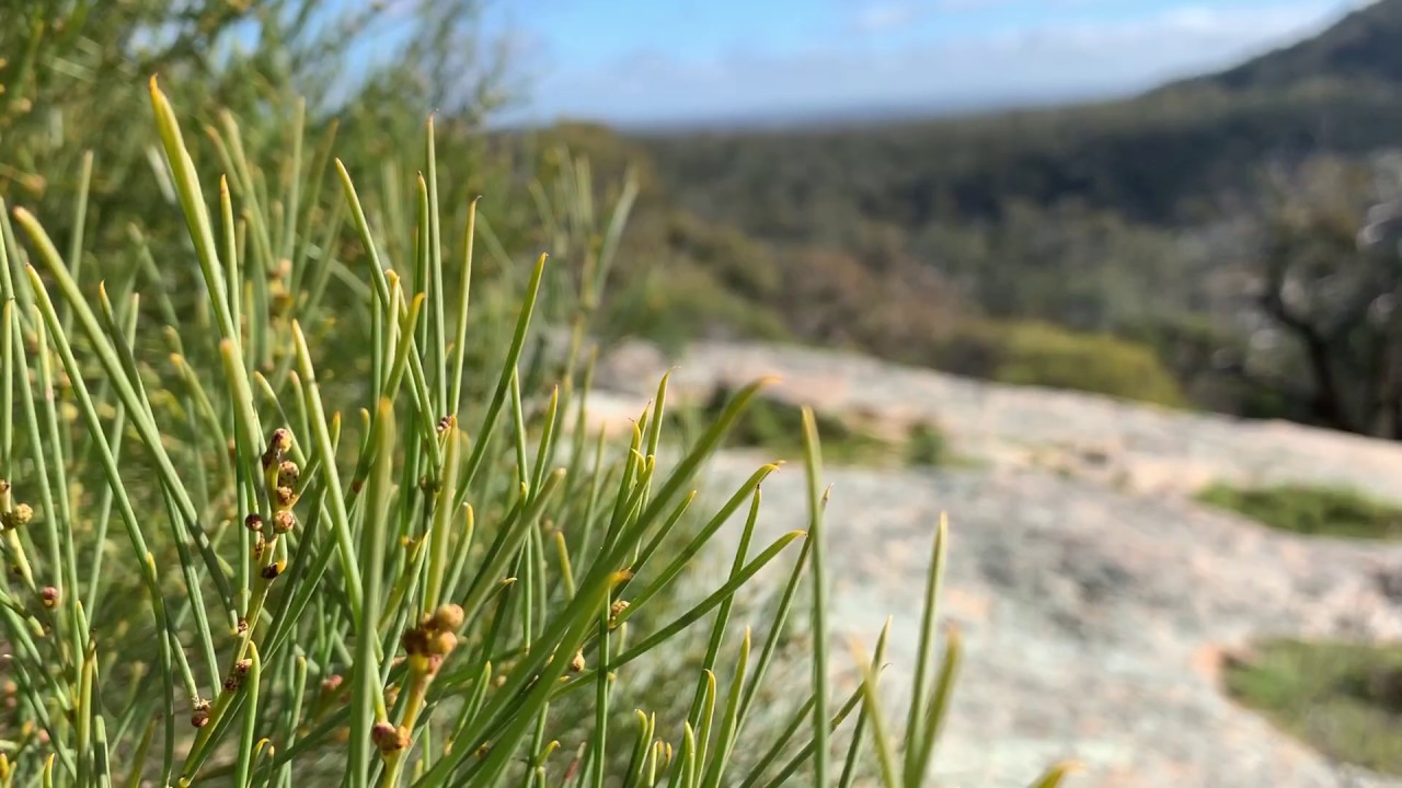 View over Mt Kooyoora