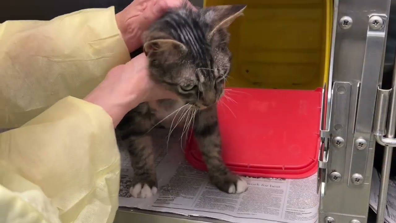 Princess needs a home.