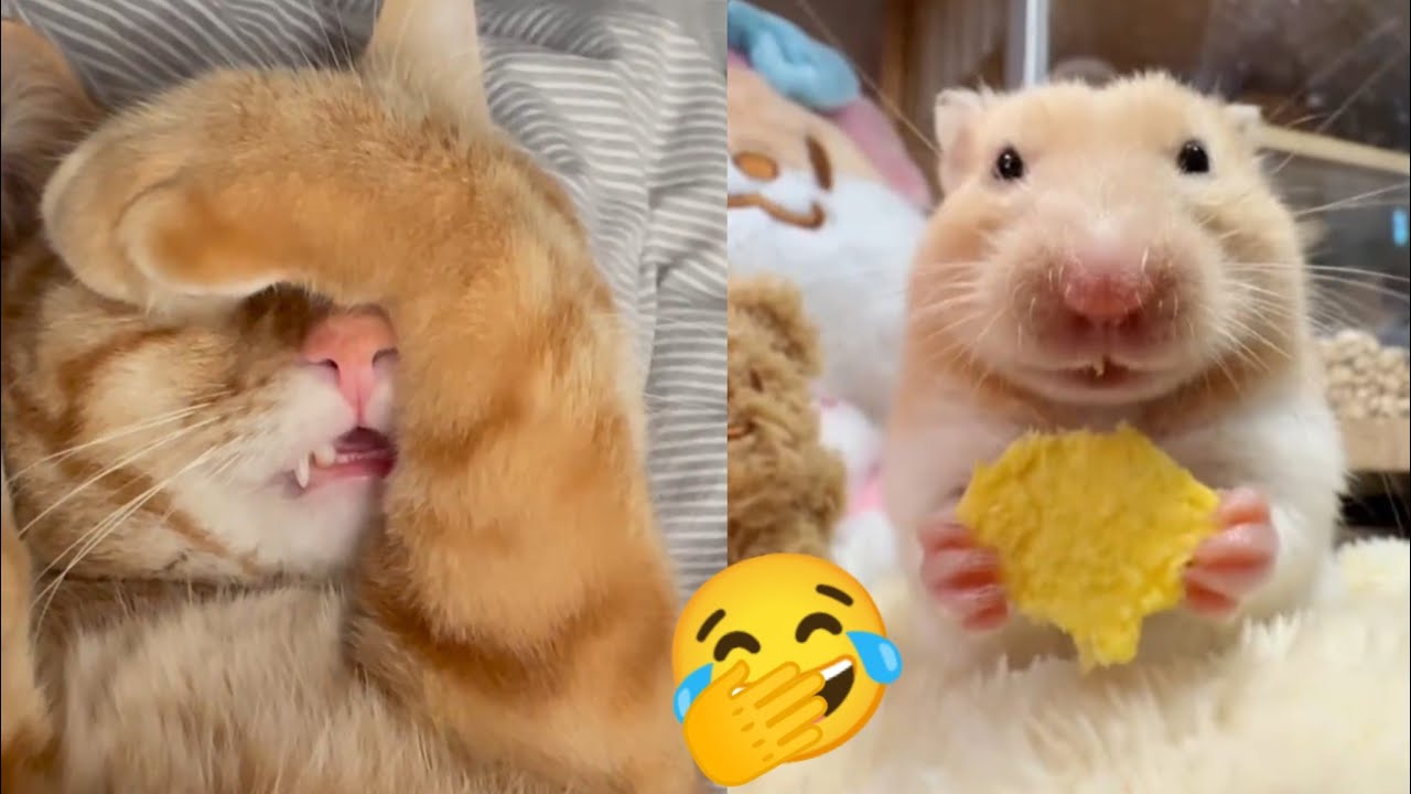 Постарайтесь не засмеяться🤣😁😆 Подборка лучших моментов с животными😸🐶🐹🦔 Часть 21
