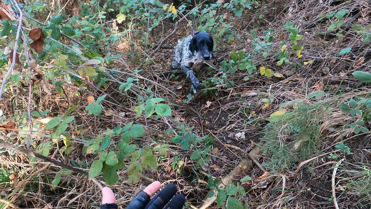 15.12.25 Beccaccia sotto le AZZORE