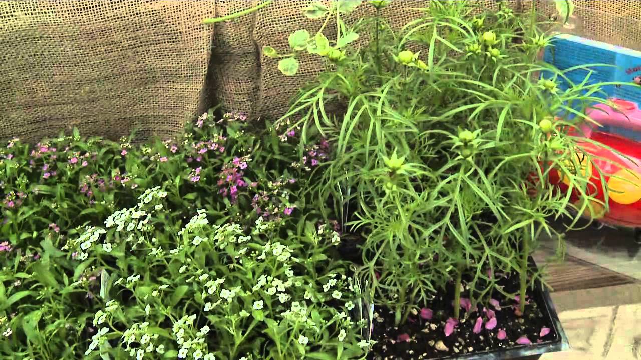 In the Garden: Beneficial Insects