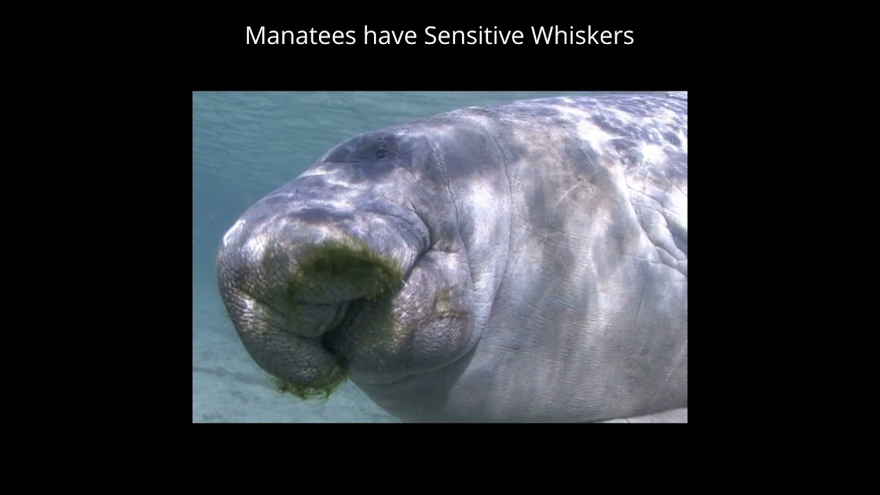 Manatees have Sensitive Whiskers #shorts #Manatee Amazing #Facts