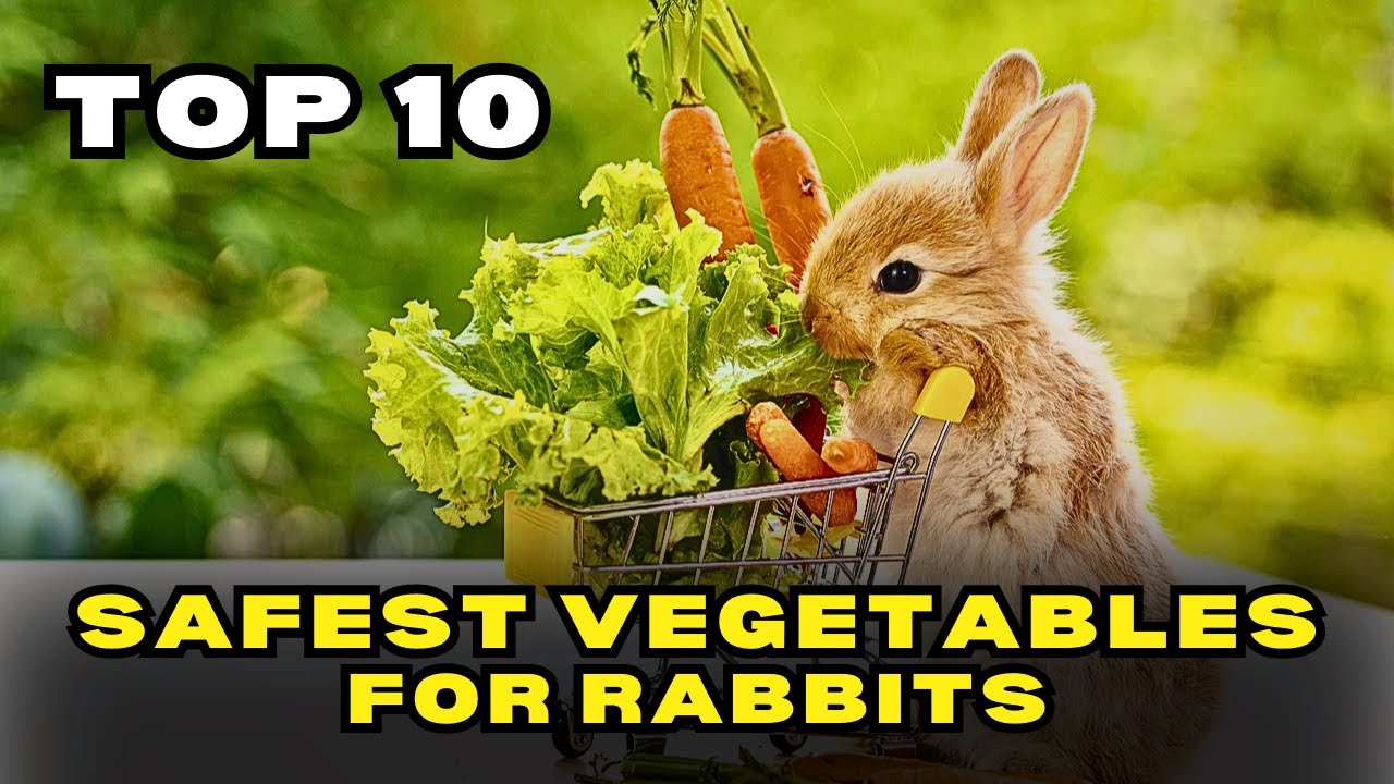 Top 10 Safest Vegetables for Rabbits