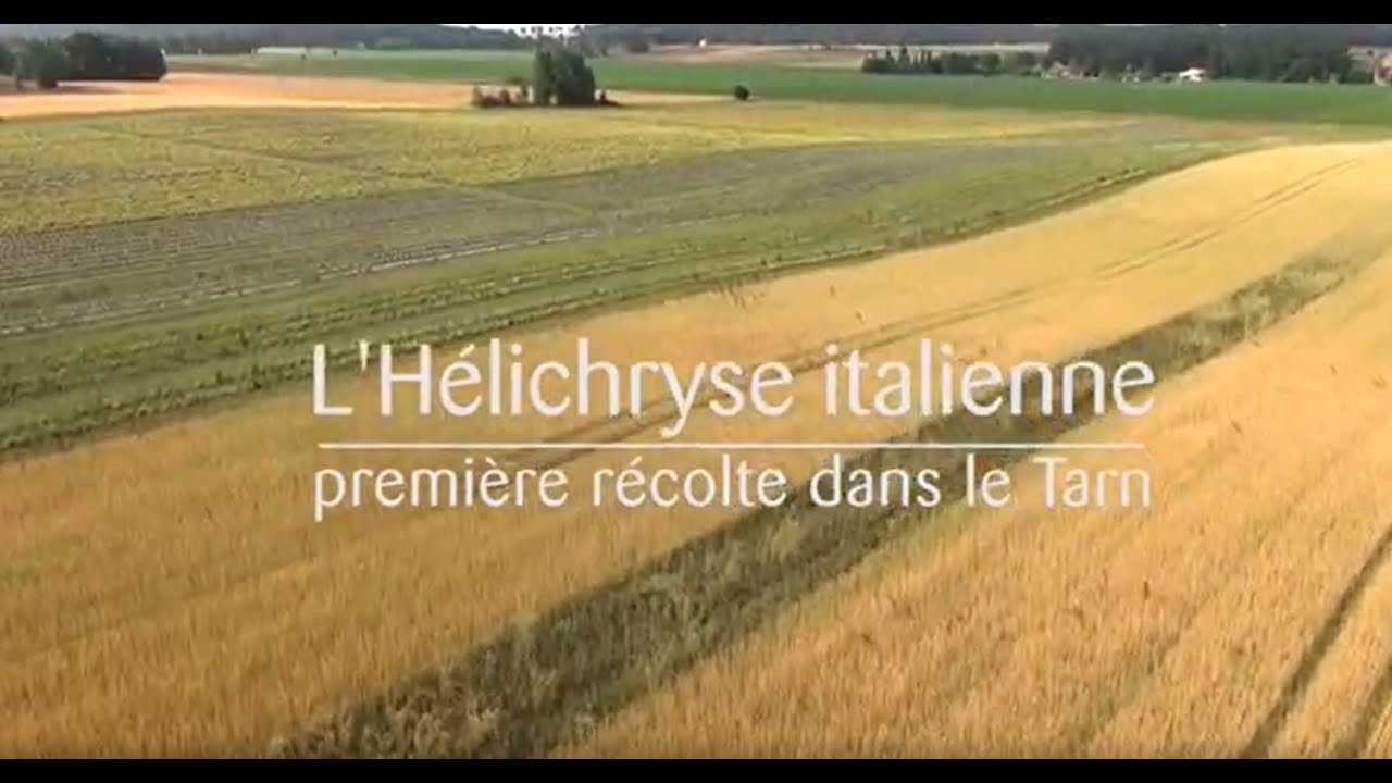 Récolte de l'Hélichryse Italienne (Helichrysum italicum (Roth) G. Don)