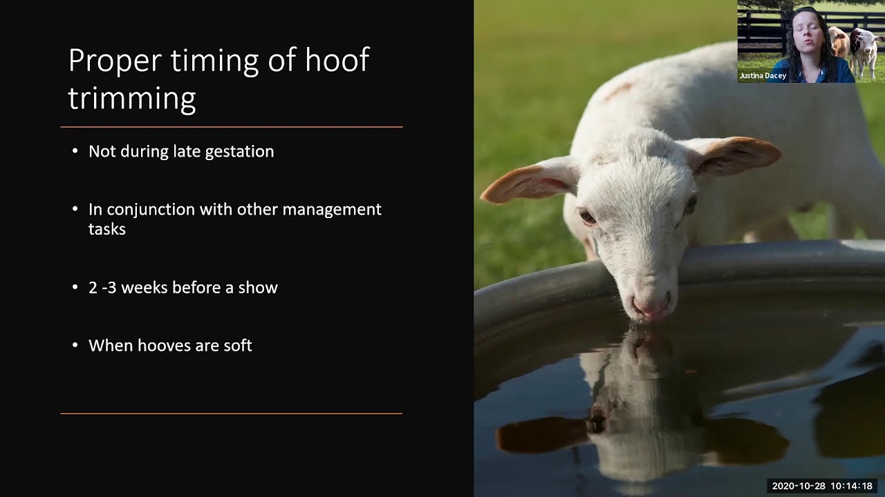 Small Ruminant Workshop Series: Hoof Trimming