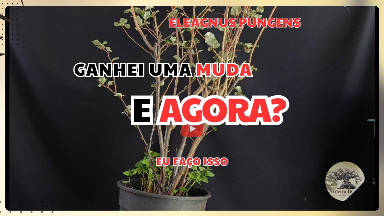 Ganhei uma muda e Agora? Eu faço isso para ela virar um Bonsai.