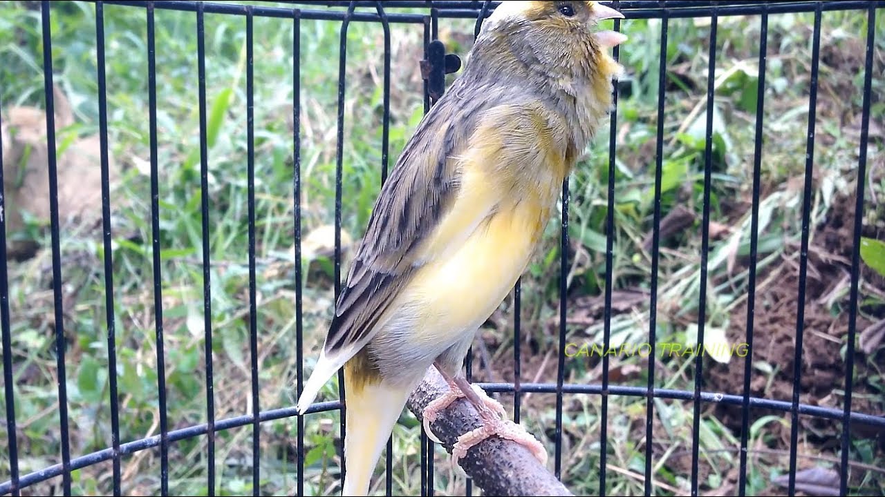 Canto Para Sustentar o Canto Contínuo do Canário Belga #cantodecanario