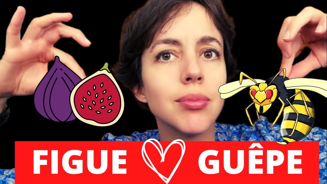 LA FIGUE EST-ELLE VRAIMENT VÉGANE ? L'histoire du mutualisme guêpe / figue | UCAC #4