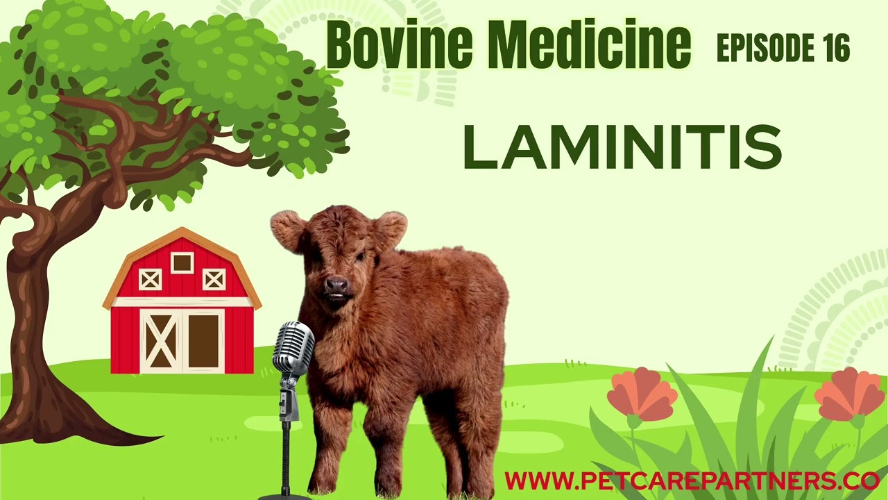 EP 16: Laminitis in Cattle | Causes, Diagnosis & Management Explained | Pet Care Partners