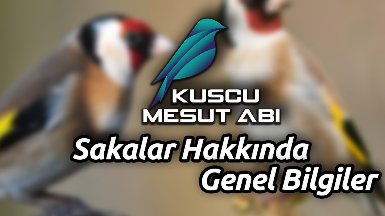 Kırmızı Maskeli Tutku : SAKA | Temel Bilgiler