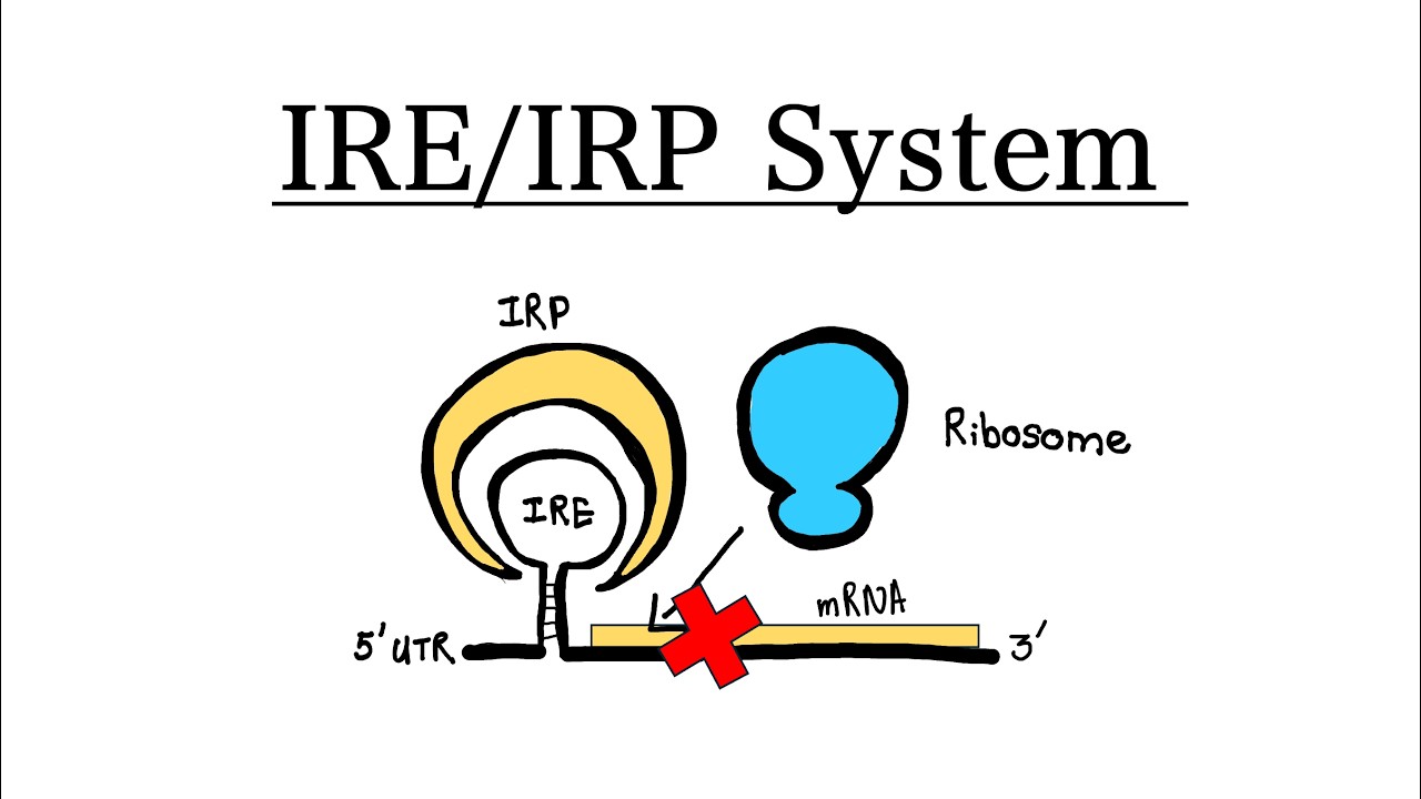 Система IRE/IRP — регуляция внутриклеточного гомеостаза железа | Метаболизм железа