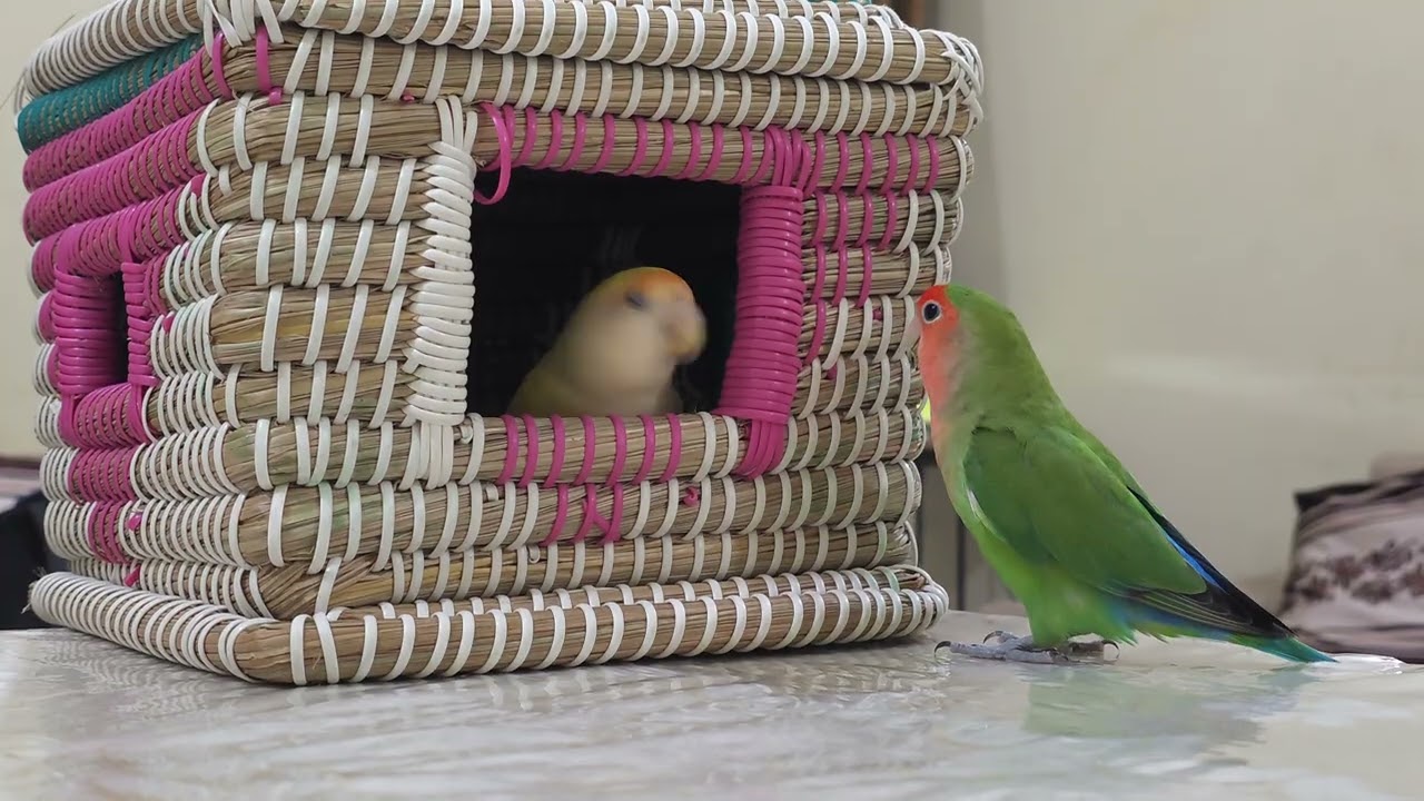 Love bird 💛❤️💚