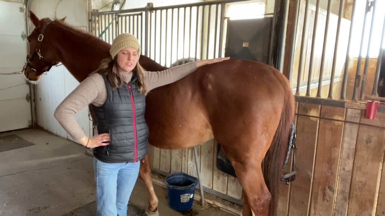 Equine Pelvic Tilt (Butt Tucks)