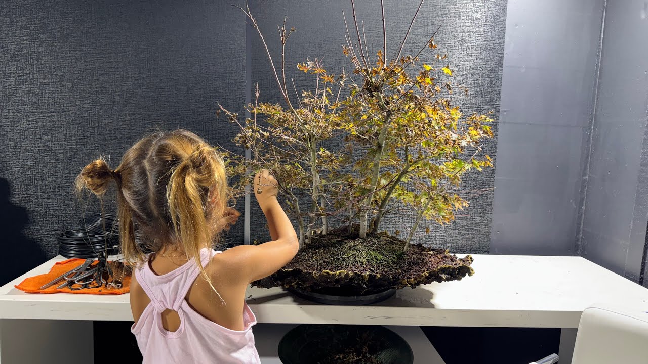 SE9 EP6 Bonsai Fall Maintenance: branch selection and wiring