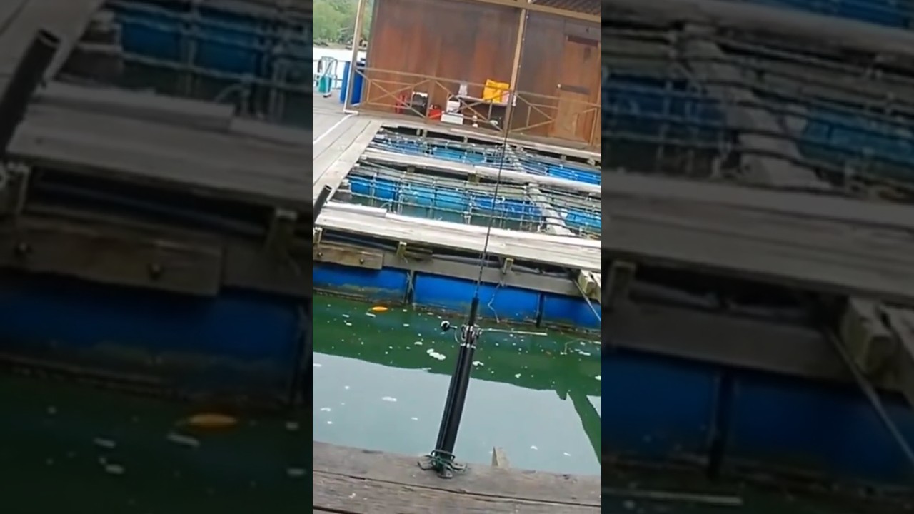 mancing santai sambil review rakit merah. 