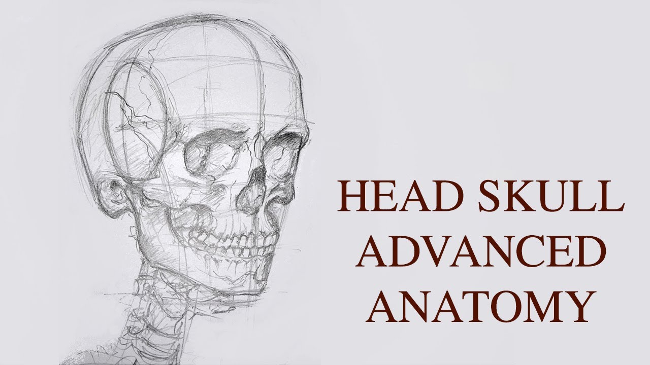 Drawing Head Skull part 2: 3D view - Advanced Anatomy for Artists