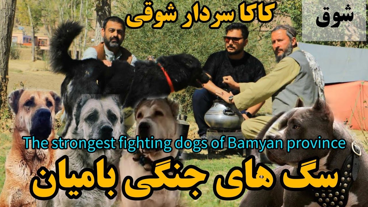 شوق | قوی ترین سگ های جنگی ولایت بامیان - The strongest fighting dogs of Bamyan province