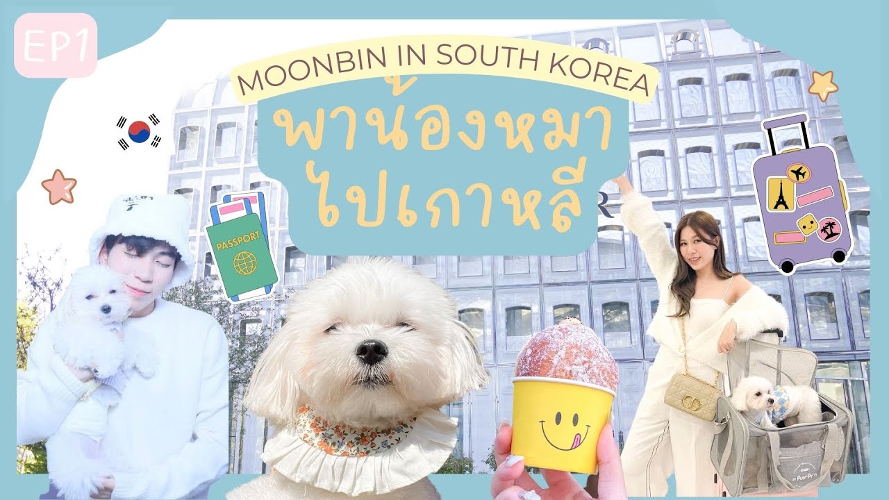 MoonbinInKorea พาน้องหมาบินไปเที่ยวเกาหลี พร้อมเดบิวต์เป็นโอปป้ามุนบิน