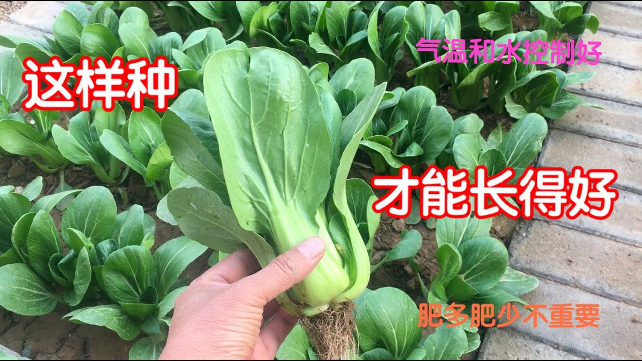 春天种植小油菜（上海青、青江菜、小白菜）