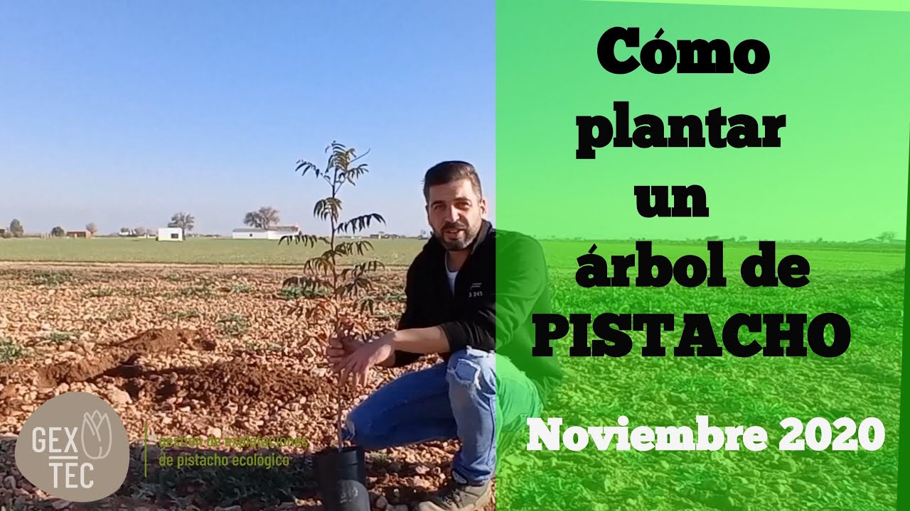 Cómo plantar un árbol de pistachos / Trabajos a tener en cuenta cuando se inicia una plantación 🌳