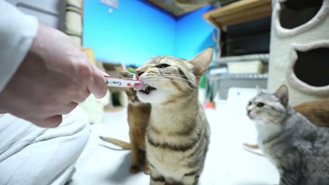 2026.1.25  猫部屋 おやつの日