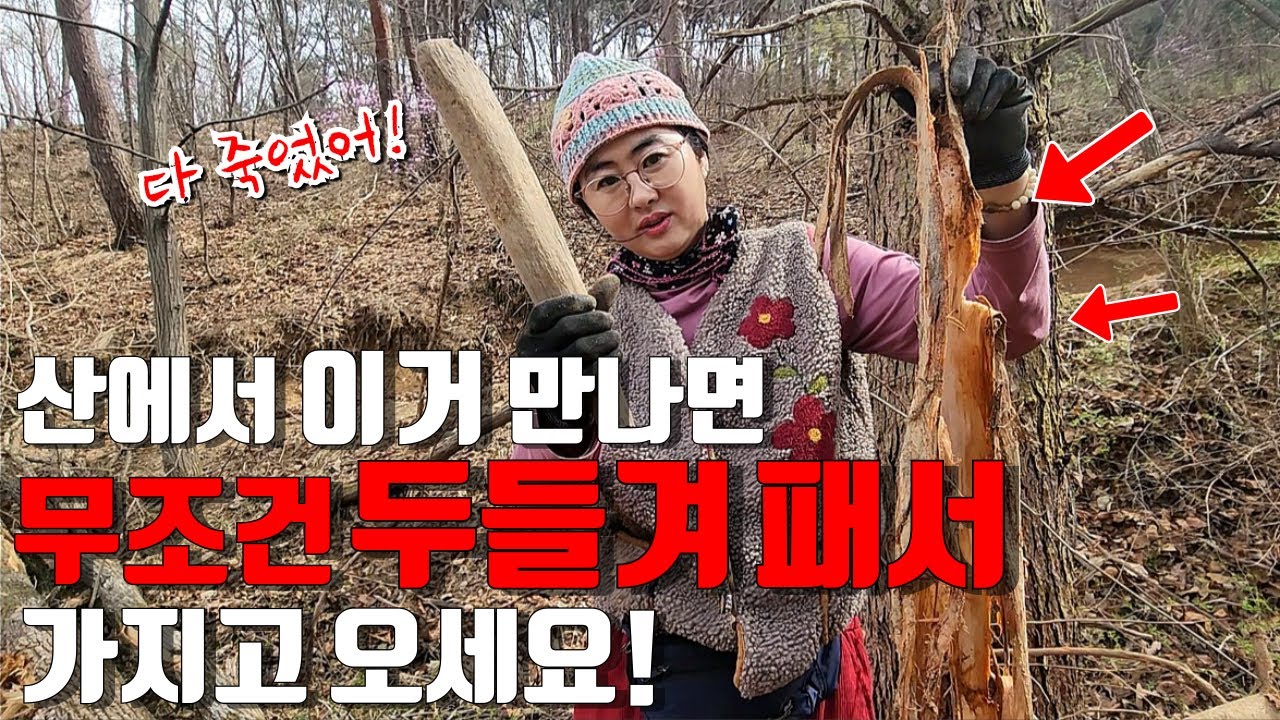 산에서 이거 만나면 무조건 두들겨 패서 가지고 오세요! 참당귀 병풍취 보다 중요한 산행! 강아지와 약초꾼의 시골 생활! 야생 약초 버섯 리얼 진짜 방송! Country life