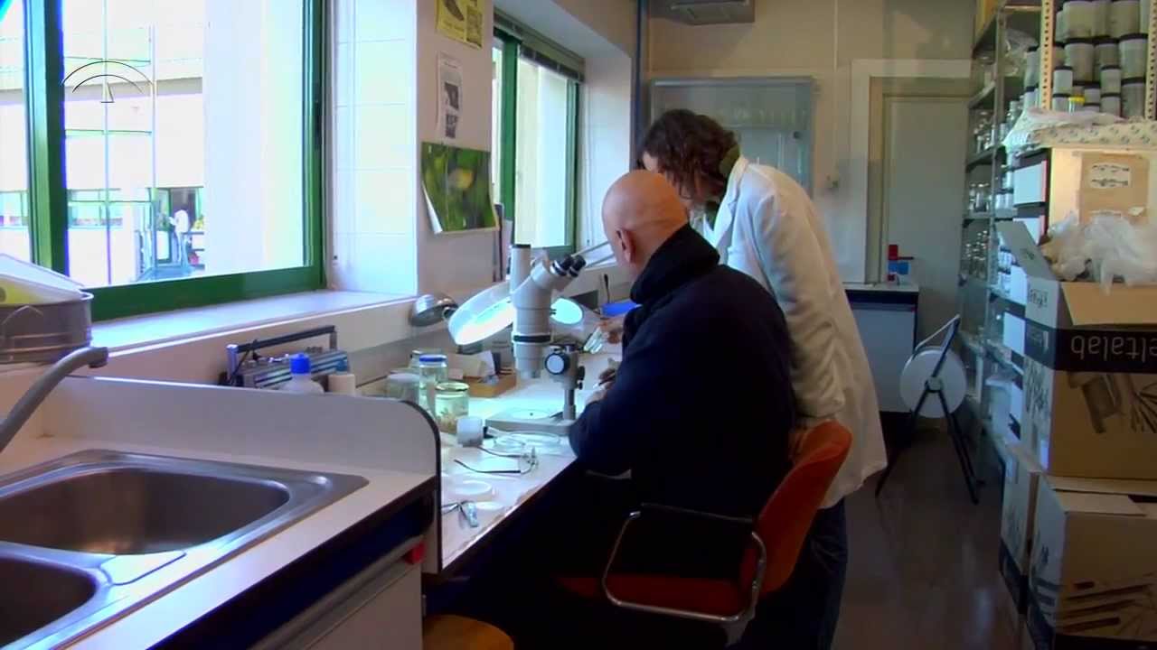 Documental sobre el salinete (Aphanius BAETICUS)