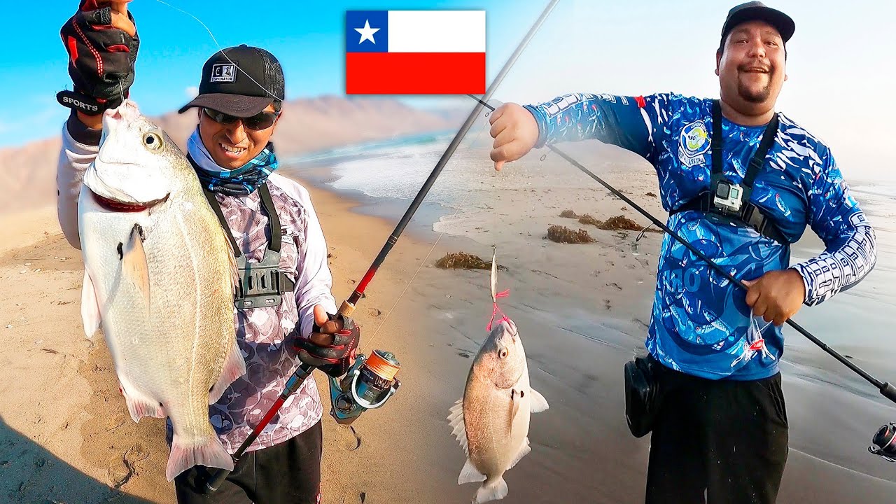 SARGO con carnada vs SARGO con señuelo, quien sacara más sargo en Chile?