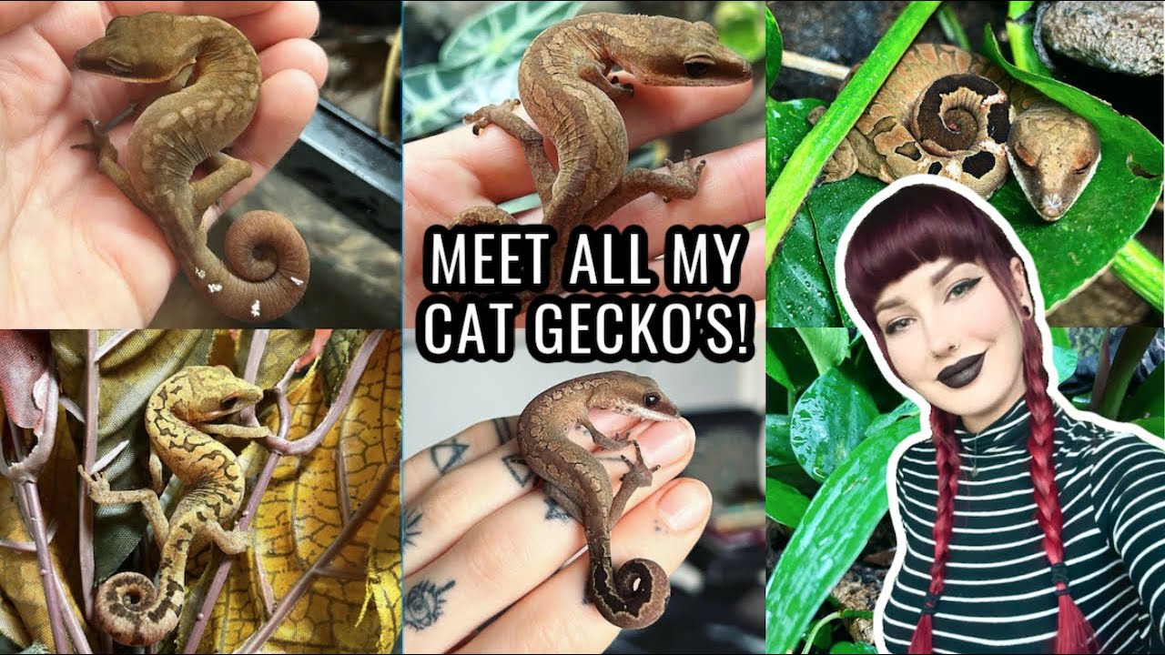 Meet All Of My Cat Geckos!