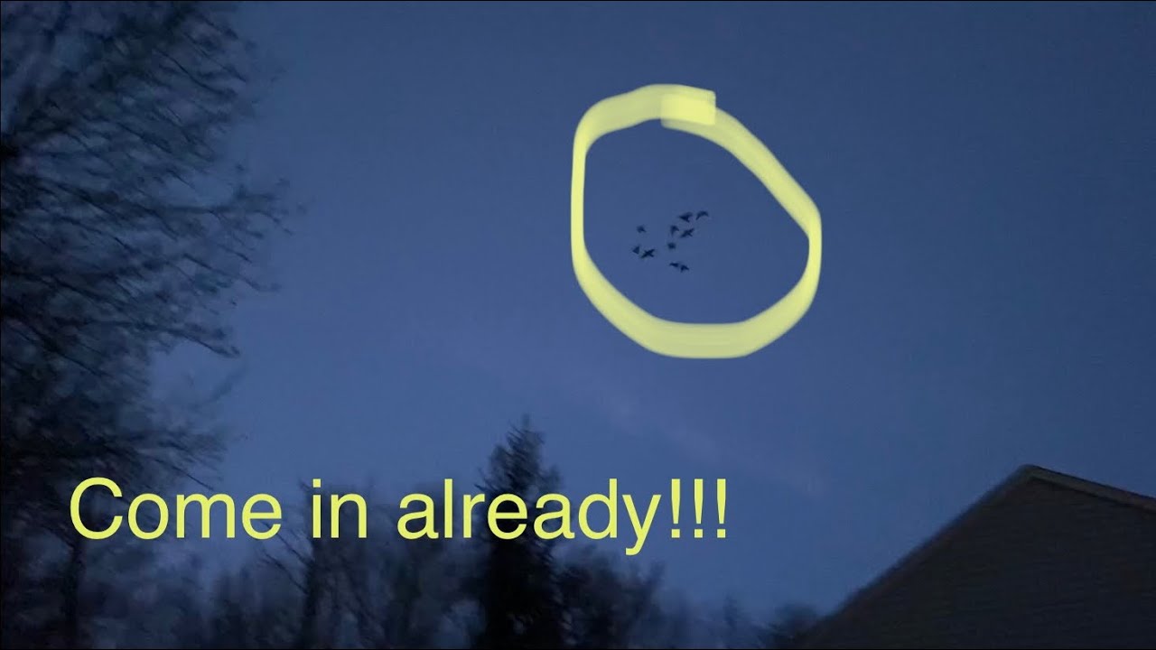 Twilight flying racing pigeons! Young birds not wanting to quit after several hours of loft flying
