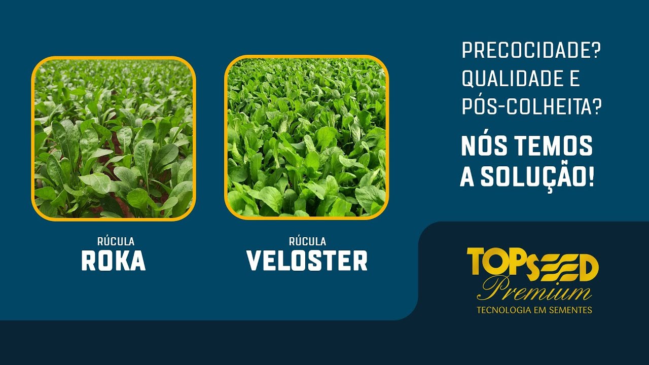 Rúcula Roka e Rúcula Veloster - Topseed Premium