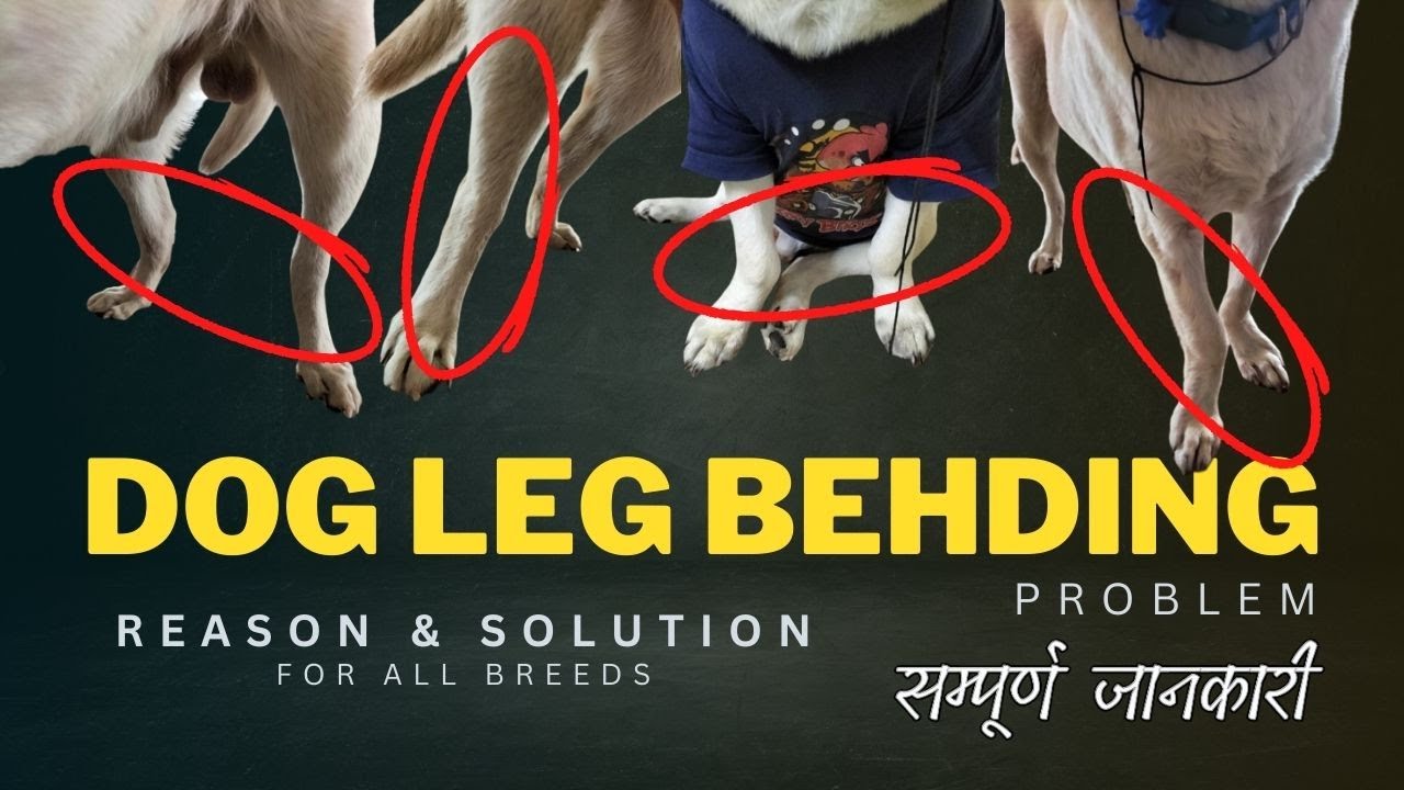 dog leg bend problem solution & reason | german shepherd leg bend problem |dog leg bend treatment