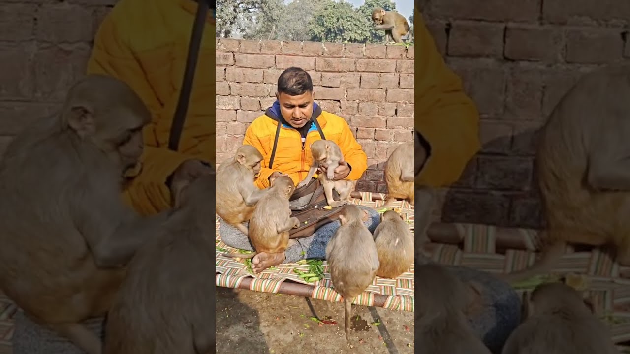 Live 19/01/26सुबह वानर सेना दूसरी(2nd) प्रसादी #shortvideo #monkey #viralvideo #funny #cute #animals