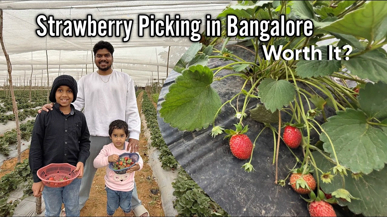 Strawberry Picking In Bangalore | Quick Weekend Getaway | Hodophile Footsteps