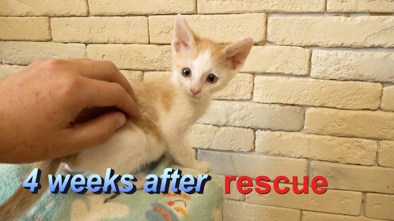 Tiny kitten 4 weeks after rescue