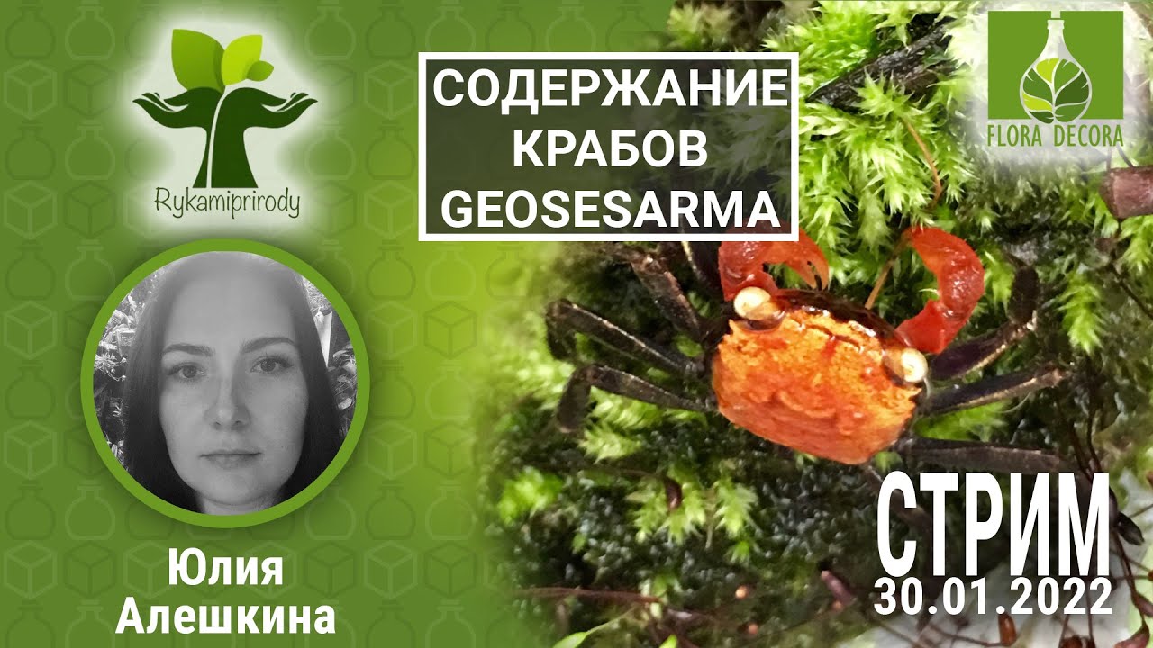 #TERRALIFE 1: Содержание крабов Geosesarma