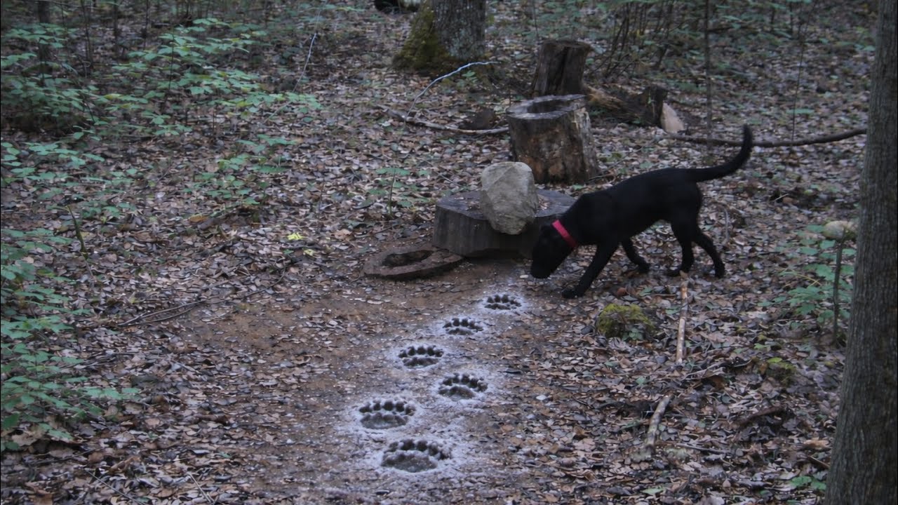 Dogs did a great job cold trailing, and also ended with a split race