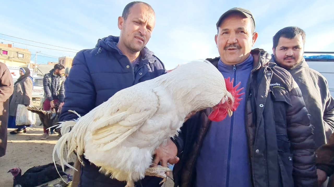 أكبر ديك🐓غتشوفو فسوق أكلموس لدجاج بلدي وأرانب وطوس 2024/03/02