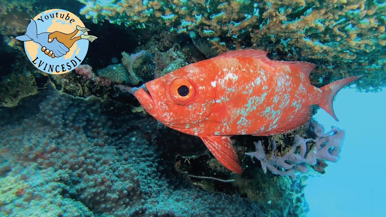Plongée N°1 dans le monde sous-marine de Nosy be à Madagascar.Diving N°1 underwater Nosy be.
