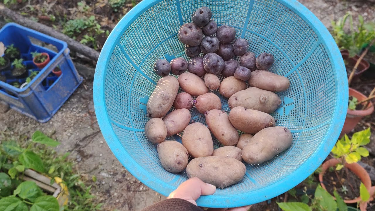 Siembra de Papas Rosadas y Moradas Usando Gallinaza.