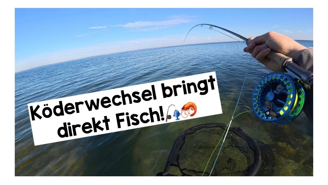 Etwas Ostseesilber vor der Arbeit / Fliegenfischen auf Meerforelle im M&auml;rz 