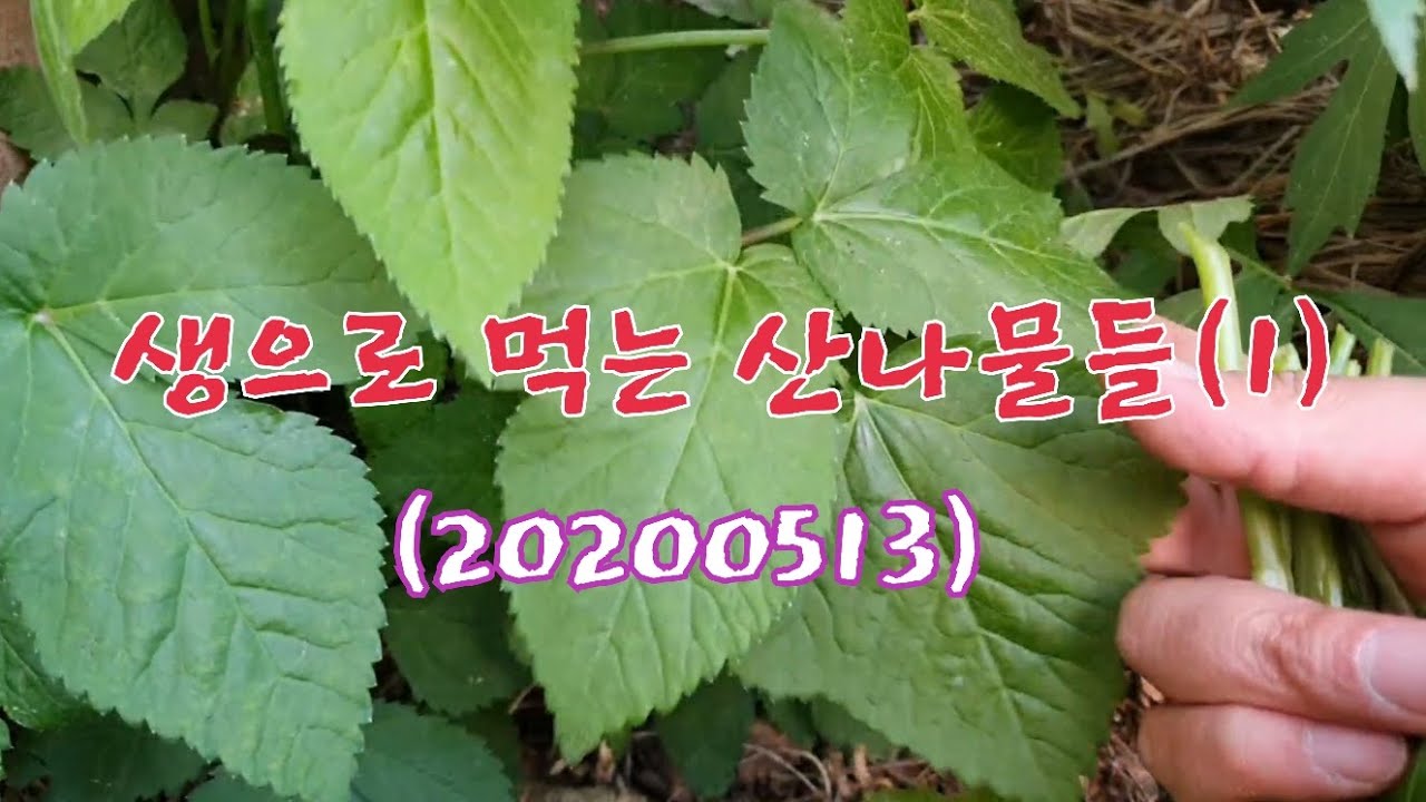#생으로 먹는 산나물들(1).밀나물 청가시덩굴 청미래덩굴 찔레 오갈피 방가지똥 고마리 으름덩굴 국수나무순 영아자 조팝나무 참당귀 뽀리뱅이 산초순 참나물 파드득나물 어수리 등...