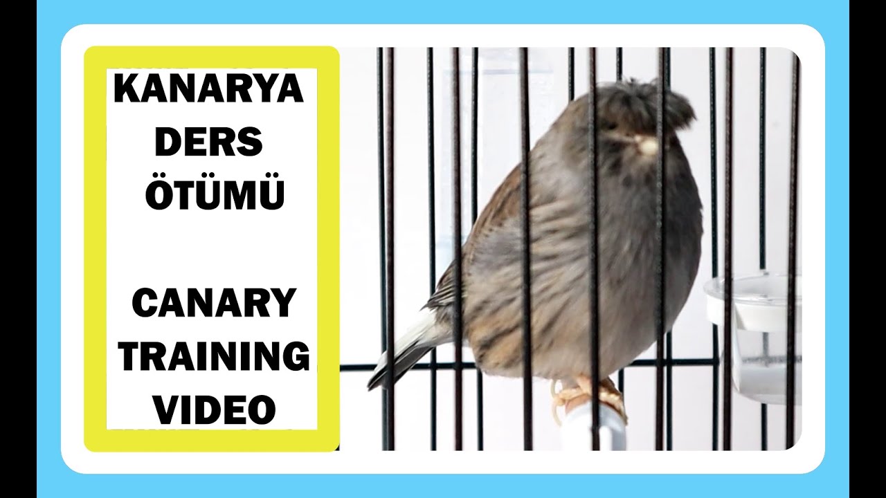 Best of Canary Singing | ваша Канарейка будет петь в считанные минуты