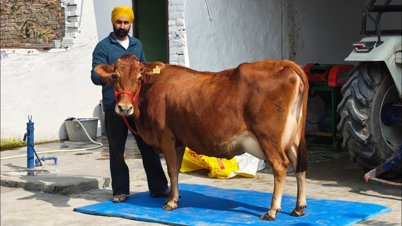 3 Animals for sale, 3 ਪਸ਼ੂ ਵਿਕਾਊ 