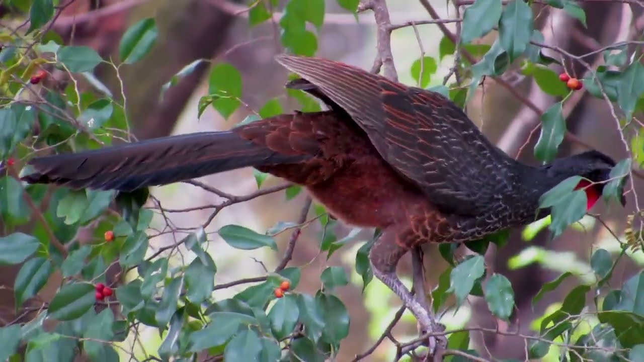 Jacupemba - Penelope superciliaris se alimentando