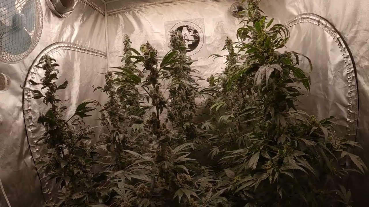 Making feminized Cannabis seeds project at 57 days in flower Cherry Dulce photo is the strain