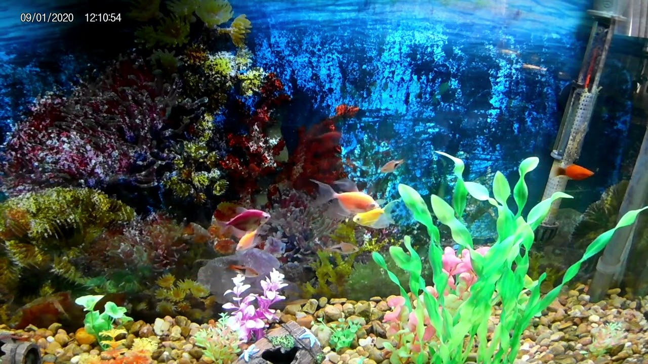 NUT-N-NEW Fish
