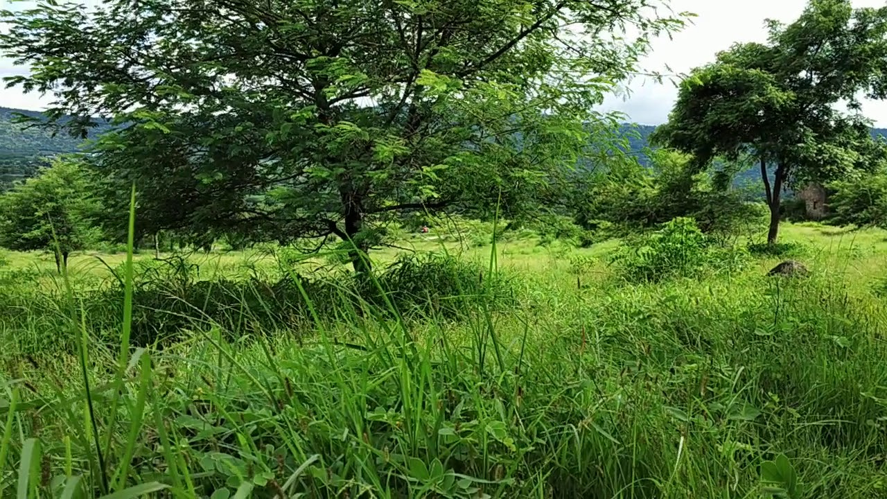 Tikona fort camping(2)